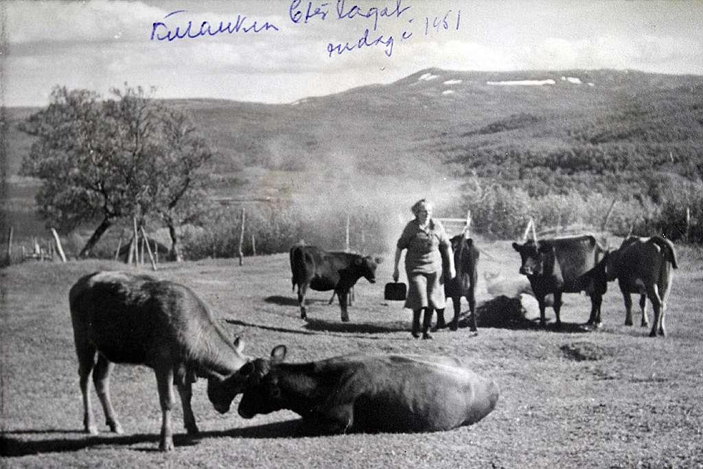 1951. «Kurøke» i