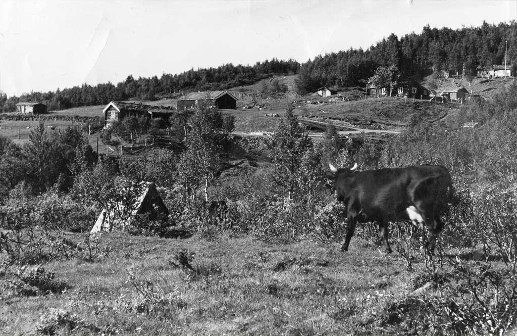 Nygårdsvollen i Mastukåsen.