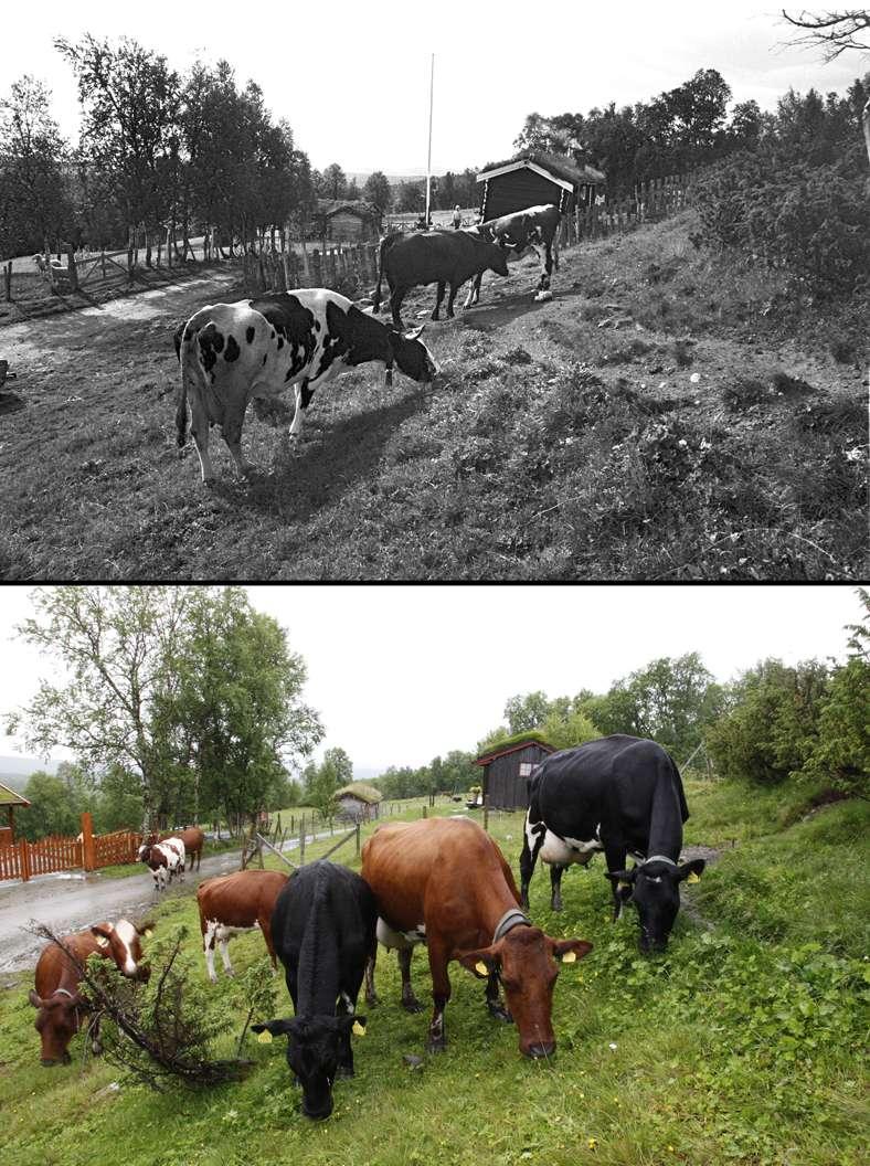 Utfordring å gjenskape det eldste bildets stemning 1983.