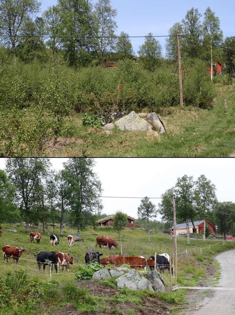 Den omvendte historien; fra busk og kratt til åpent landskap 2008.