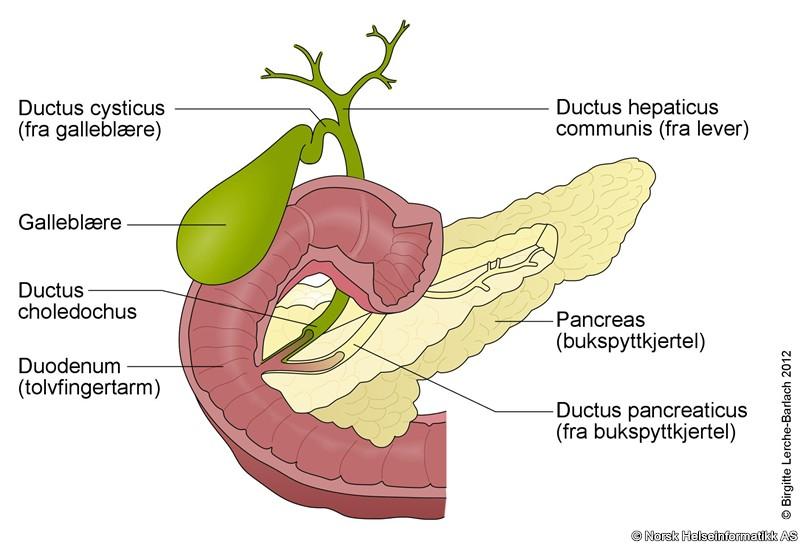 1.2 Kreft i bukspyttkjertelen 1.2.1 Bukspyttkjertel Bukspyttkjertelen (pancreas) er et ca 20 cm langt organ og veier ca 60 til 100 g.