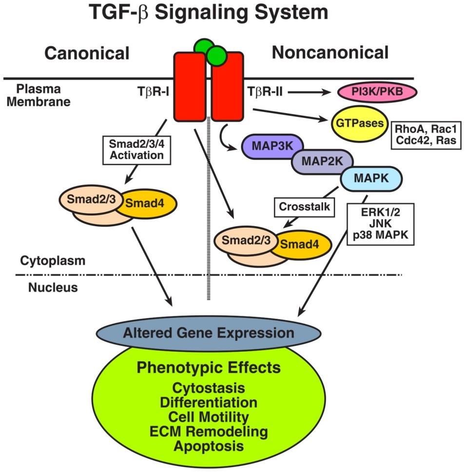 Figur 1.6. Kanonisk og ikke-kanonisk TGFβ-signalering. TGFβ binder og aktiverer to transmembranelle Ser/Thr proteinkinase-reseptorer, TGFβ-reseptor type I og type II (TβR-I og TβR-II).