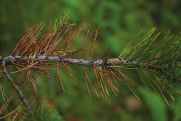 Figur 12. Rødbandsjuke på furu (Mycosphaerella pini) er påvist for første gang i Norge i 2009. Foto Halvor Solheim Figur 13.