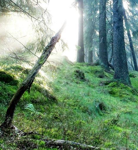 Nye naturreservater i Marka Blåfjell, Asker og Røyken, (1931 daa) Gardlaushøgda, Bærum (575 daa) Glitrelia, Nittedal (379 daa) Lillomarka, Oslo og Nittedal (3139 daa) Prekestolen, Gjerdrum og