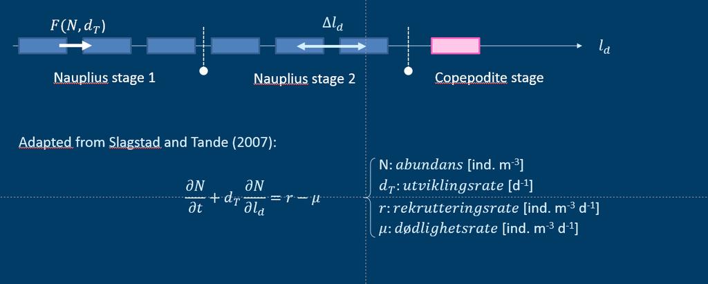 samme prinsippet som ble anvendt for den stadiefordelte Calanus-modellen i SINMOD (Slagstad and Tande, 2007; Alver et al. 2016).