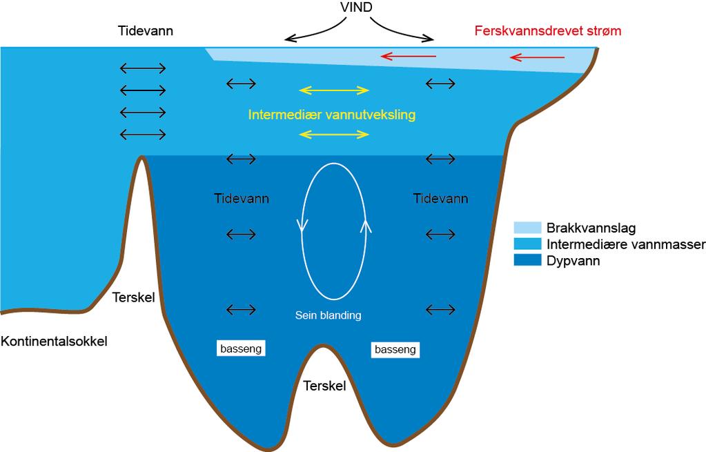 Det er fornuftig å dele vannmassene i fjordene og på kysten i tre: Et overflatelag (0-5m tykt), et mellomlag (mellom overflaten eller bunnen av overflatelaget og fjordens terskeldyp) og et
