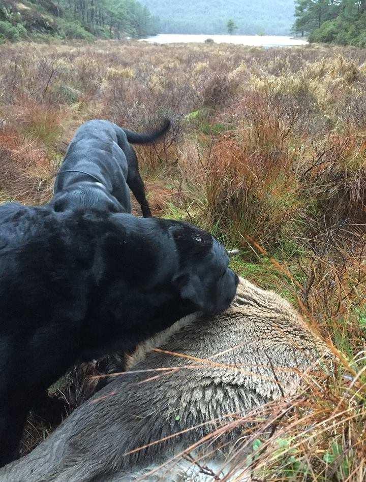 Vi trenger hundar som er spornøye, og vi trenger hundar som kan stille et dyr i los. Det er ikkje sikkert at dyret ikkje er skadd sjølv om vi ikkje finn blod og beinpiper på skadestaden.