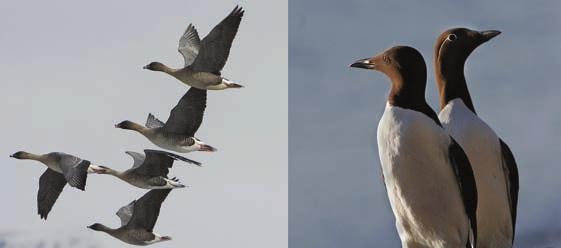 ÅRSSTUDIET I BIOLOGI OG KJEMI Er du nysgjerrig på kjemi og biologi, men har ikke bestemt deg ennå? Eller skal du søke medisin eller veterinærstudiet senere?