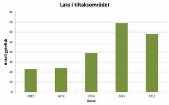 I forbindelse med disse tiltakene ble også substratet i nedre deler harvet for å skape mer hulrom og skjul for ungfisk.