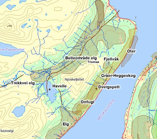 stivstarr, blokkebær, blåbær, blålyng, torvull, stjernesildre, snøull, torvmoser, fjellkrekling og grussaltlav. Ellers er området rundt Store Rieppevatnet omgitt av karrig fjellterreng.