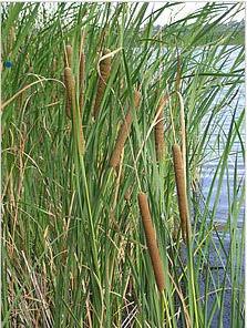 Spredning av invasive arter - Smal dunkjevle (Typha angustifolia) i Nord-Amerika Fra: http://no.wikipedia.