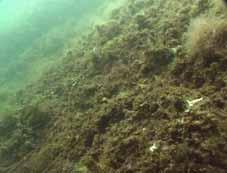Japansk sjølyng er en nylig oppdaget introdusert rødalge i norske farvann. Heterosiphonia japonica heter den (p.