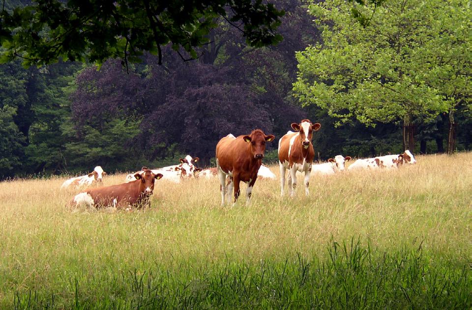 eks Chillinghamfeet i Nord- England.[11,12] Sosialt liv: Storfe er svært sosiale dyr, som lever i flokker på 13-32 dyr. Flokkmedlemmene er som regel nære slektninger.