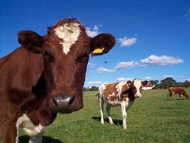 Rakkestad er en kommune med gode naturgitte forhold for de fleste planteproduksjoner. Nesten alt jordbruksareal kan nyttes til produksjon av matkorn.