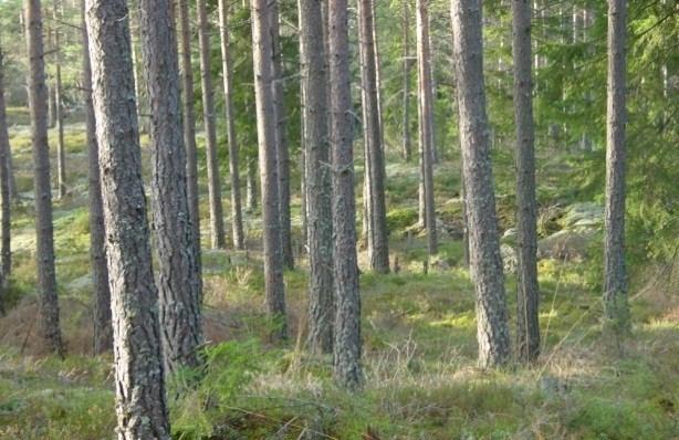 Kapittel 4 - Hoveddel: skog og trebasert næring Skogbruket var tidligere en av landets viktigste næringsveier. Treforedlingsprodukter var sammen med fisk og metaller våre viktigste eksportartikler.