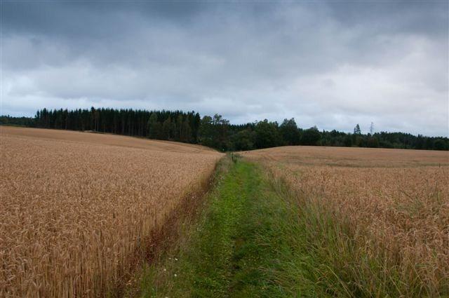 -Smittsomme sjukdommer som rammer både dyr og mennesker: f.eks. fugle- og svineinfluensa. -Større branner f.eks. skogbranner. -Ras.