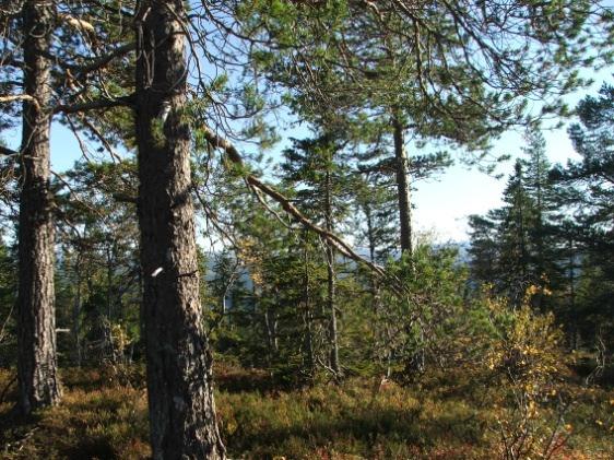 2. DAGENS SITUASJON 2.1 AVGRENSNING AV PLANEN Planendringene medfører endringer av arealformål ved at flere av tomtene i felt 4.5 justeres. Det skal ikke gjøres endringer av plankartet for felt 4.