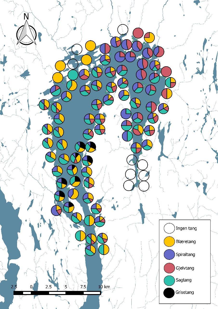 Horisontalutbredelse av tang lite endring Tangvegetasjon og utvikling i tangsamfunnene langs Indre Oslofjords rand er godt dokumentert.