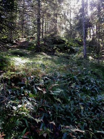 delvis også kildearter). Slik våtmark skiller seg fra annen våtmark ved ikke å være betinget av grunnvannstilførsel.