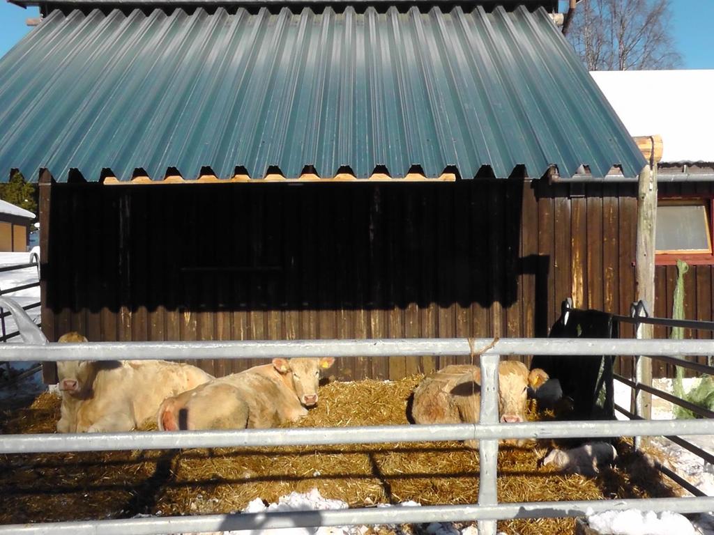 Oppturer og nedturer Omlegging fra sen vårkalving til vinterkalving Inseminering til glede og bekymring For dårlig inneklima har