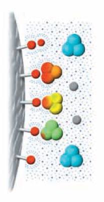 saltkonsentrasjonen i systemet skilles proteiner med ulik hydrofobisitet fra hverandre, og de mest hydrofobe proteinene eluerer til slutt, se illustrasjon i Figur 3.4.