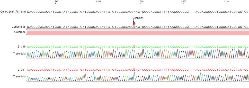 4 Resultater 4.1 Seterettet mutagenese For å kunne studere binding av (Glc)6 til TfCel5A og TfCel9A måtte det lages inaktive varianter av disse enzymene.