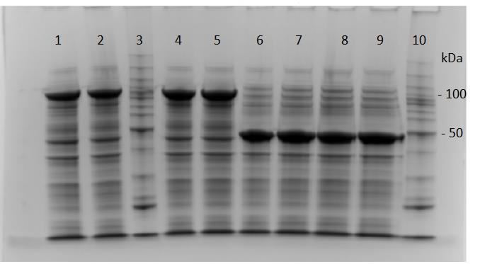 4.2 Uttrykking og rensing av cellulaser Aktive og inaktive varianter av TfCel5A, TfCel9A og TfCel48A ble isolert over to eller tre rensestrinn etter protokoller beskrevet i delkapittel 3.4. Etter lysering av cellene og varmebehandling av lysatet ble proteinløsningen renset med ionebytterkromatografi.