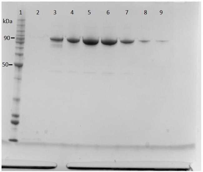 Figur 4.2.9 viser et eksempel på en SDS-PAGE gel etter hydrofob interaksjonskromatografi for TfCel9A-E425A der et bånd ved 90 kda indikerer at den aktuelle fraksjonen inneholder det ønskede proteinet.