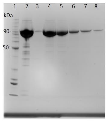 Figur 4.2.12 viser et eksempel på en SDS-PAGE gel av fraksjoner fra gelfiltrering av TfCel9A-E425A. Figur 4.2.12 SDS-PAGE gel etter gelfiltrering av TfCel9A-E425A.