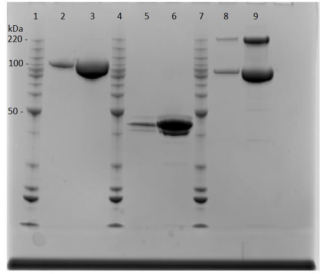 Figur 4.2.14 og 4.2.15 viser SDS-PAGE geler med alle cellulasene som er renset i denne oppgaven.