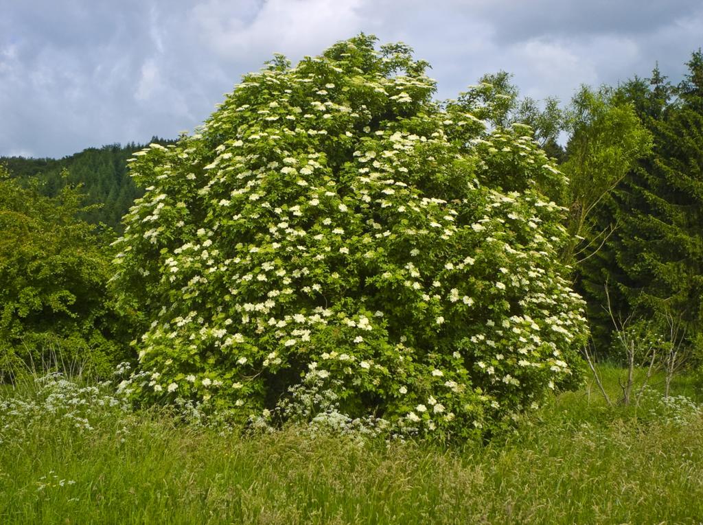 13 4. Innledning 4.1 Svarthyll, Sambucus nigra 4.1.1 Taksonomisk klassifisering (Donoghue et al.