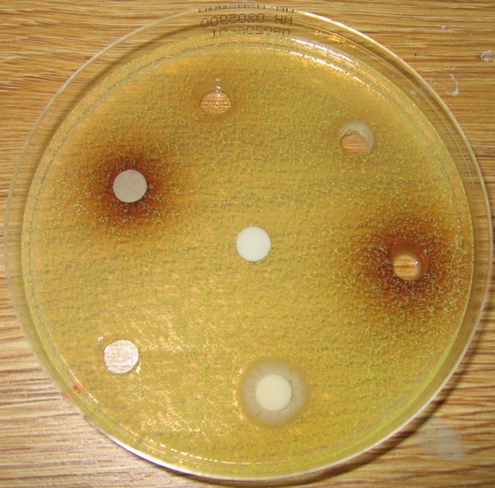 82 Candida albicans (sopp). 96%RÅ og 50%MET inneholder fenoliske forbindelser. Puupponen-Pimiä et al.