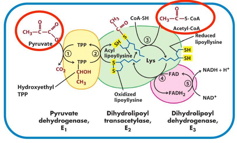 Eks: Kofaktorer i pyrovat dehydrogenase Pyruvat dehydrogenase er et stort