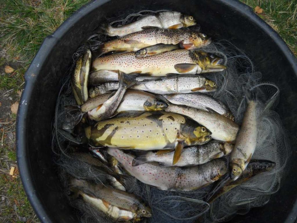 Prøvefiskefangst i Flæhyl I prøvefisket i Bykil vart det fanga færre fisk enn venta, 22 aure og 7 ørekytar. Aurane fordelte seg mellom 18 og 32 cm (fig.