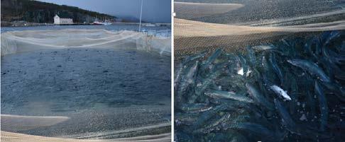 Dersom det skal være mulig å produsere nok settefisk, er det f.eks. nødvendig å resirkulere vannet.