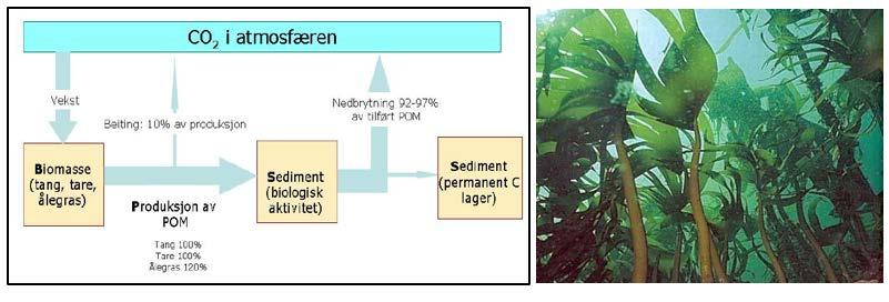 CO2-regnskap for tang og tare. 2 8.3.4 Rammebetingelser Økonomi En omsetning på 40 Mrd. kroner i 2050 ved produksjon f.eks.