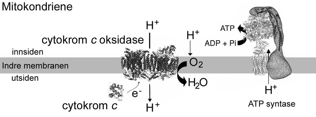 Oppgave 5 (18 poeng) Cytokrom c oksidase er det siste enzymet i elektrontransportkjeden (celleåndingen/respirasjon) og finnes i mitokondrienes indre membran.