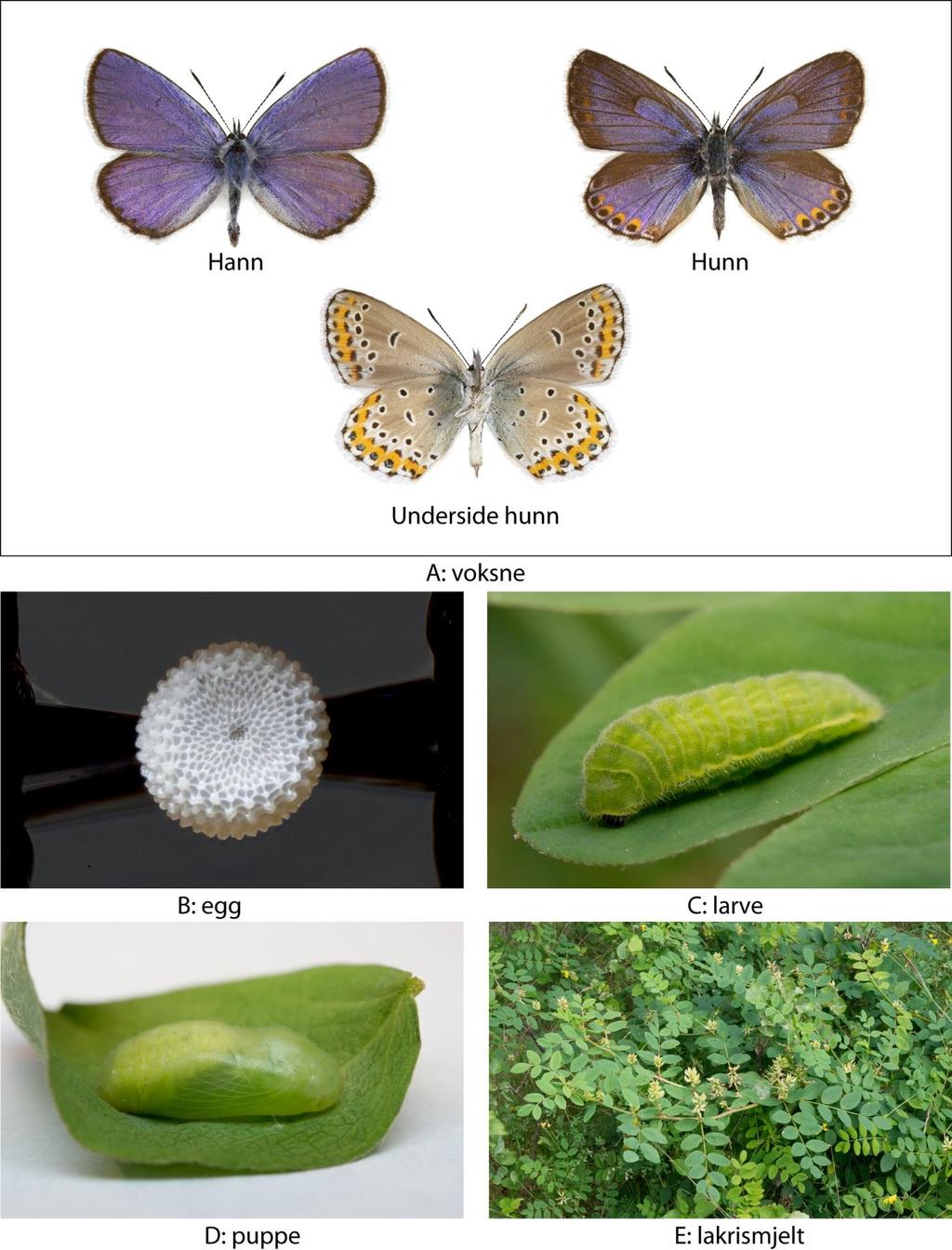 Figur 1. Lakrismjeltblåvinge Plebejus argyrognomon og vertsplanten lakrismjelt Astragalus glycyphyllos.