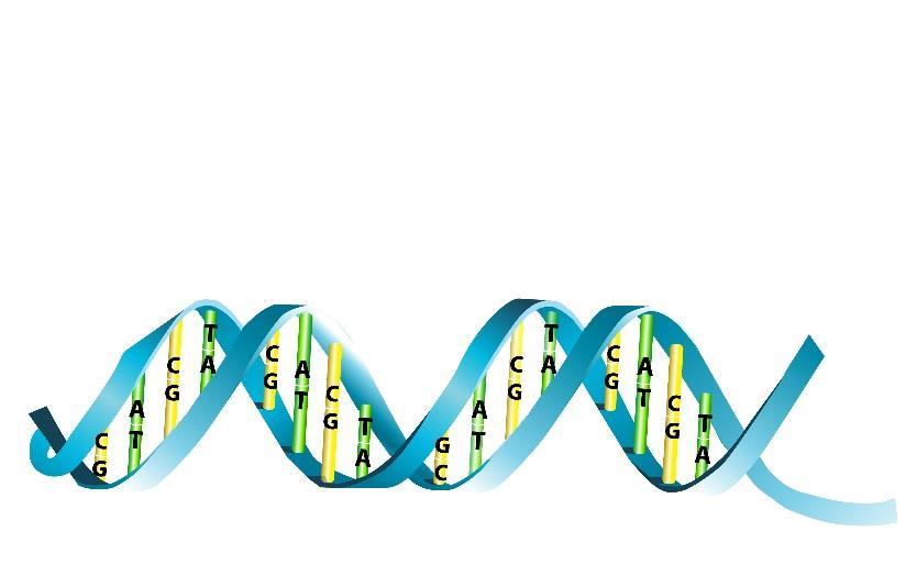 STORFEGENOMET Genomisk seleksjon - ny