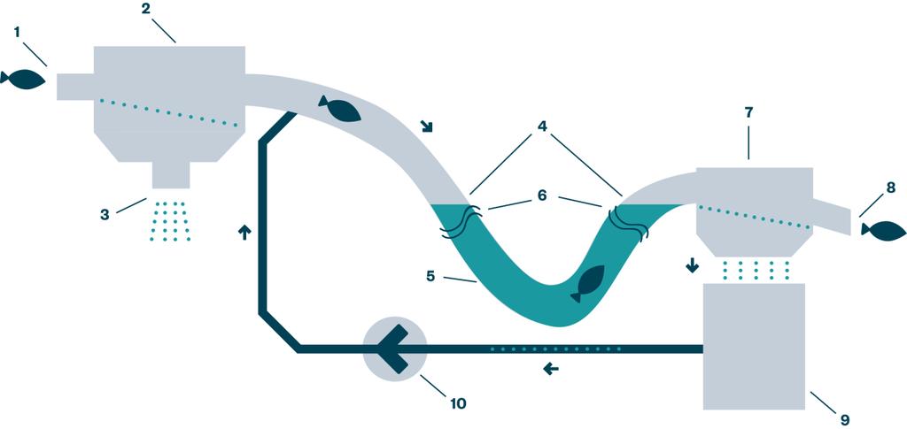 Prinsippet 1. Fisken entrer systemet fra en fiskepumpe 2.Avsiling av sjøvann 3.Sjøvann filtreres, slippes ut og bort fra systemet 4.Fisken skylles med lunket vann 5.