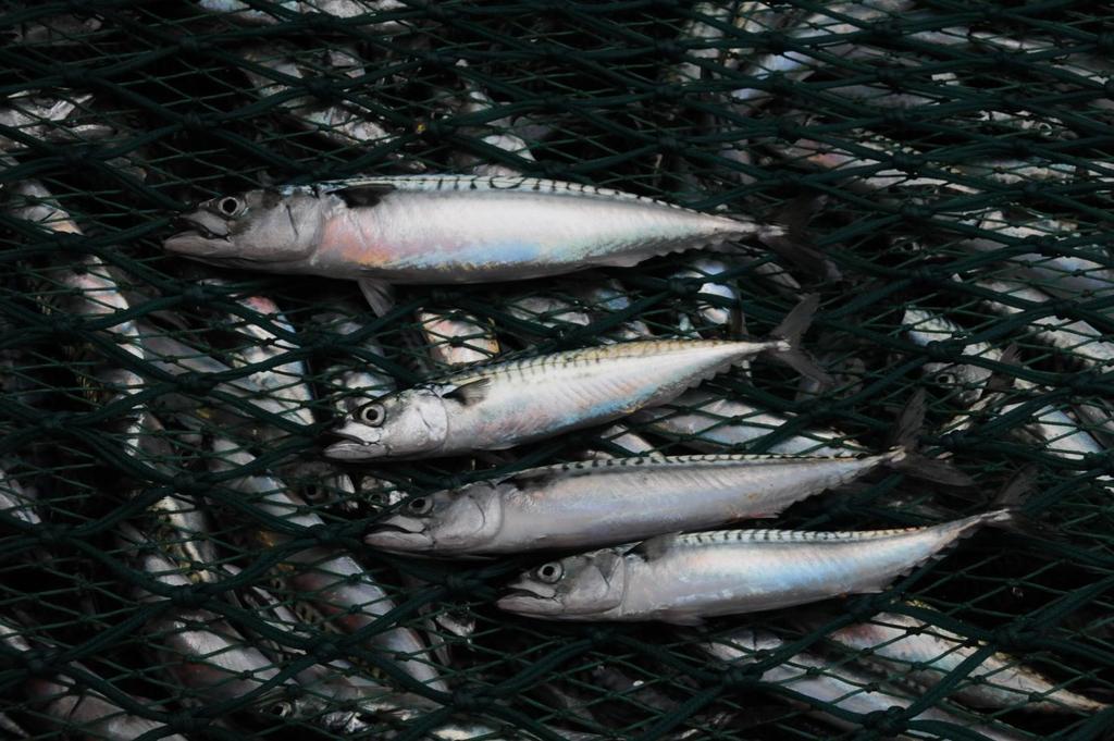 Investigation of mackerel predation on herring larvae on the Norwegian coastal