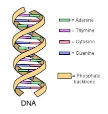 kalt nukleinsyrer, langs en dobbel heliks DNA er imidlertid essensielt bare bygget av