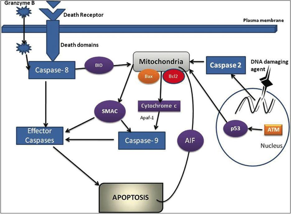 cellekjerne (Ghatage et al. 2012). Det er flere mulige aktiveringveier for apoptose i en celle. Figur 1.4.1. oppsummering av de grunnleggende mekanismene i induserig av apoptose.