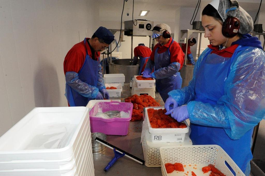 høyt betalende marked i Japan (bilde 3). For produksjon av sujiko må rogna tas ut fra fisken før den blir for moden og slipper rognsekken.