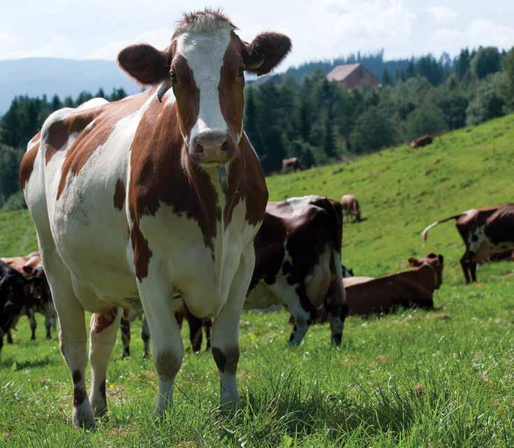 FORMEL for suksess i fjøset! Felleskjøpet setter seg ambisiøse mål på dine vegne. Med FORMEL-sortimentet skal vi bidra til at du øker dine økonomiske resultater på kort og lang sikt.