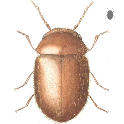 Tobakksbille (Lasioderma serricorne) Hode gjemt under halsskjold Dekkvinger glatte med små, utstående hår Sagtakkete antenner 2-3 mm lang Larven er hvit og c-formet Ligner brødbille, men denne har