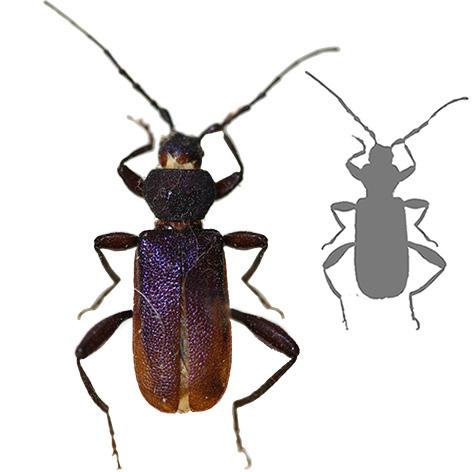 Blåbukk (Callidium violaceum) 8-16 mm lang Metallblå dekkvinger Lange antenner Larven hvit, bredest ved hodet og smalner av bakover, innsnøring ved hvert ledd, opptil 26 mm lang Blåbukk hører til