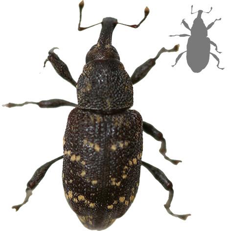 hører til familien snutebiller (Curculionidae), underfamilien skogsnutebiller (Molytinae). Billen er knyttet til skog.