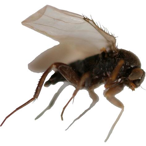 Klegg (Tabanidae) Bredt hode med store øyne Kraftige antenner 7-25 mm lang kropp Larven er lys, avsmalnende mot begge ender, uten hodekapsel og bein, leddelt og kan trekke seg sammen Pukkelfluer