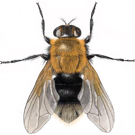 opptil 9 mm lang Humleblomsterfluer etterligner veps eller humler, og larvene lever i bolene til disse. Det er en flueslekt som tilhører familien blomsterfluer (Syrphidae).